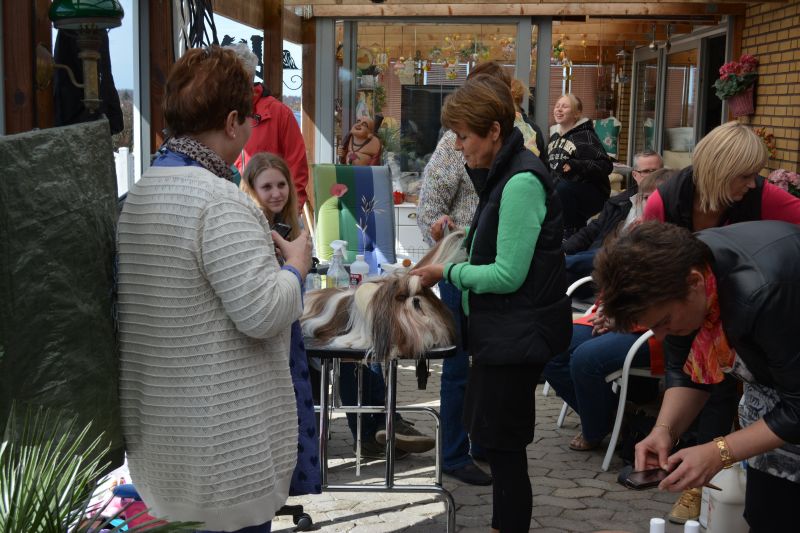 Shih Tzu Danmark 2013